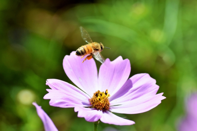 コスモスとミツバチ